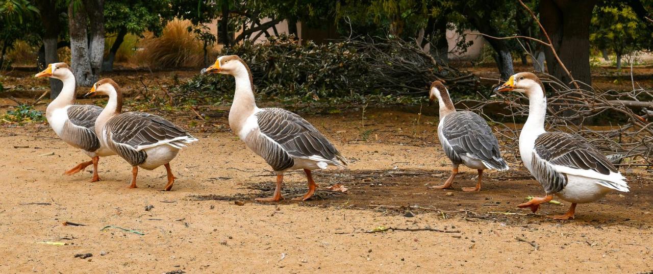 Pushkar Resort Bagian luar foto